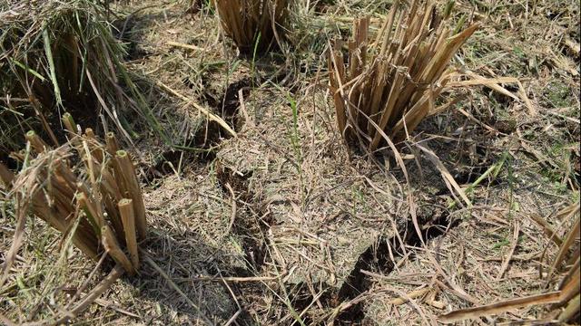 Antisipasi Fenomena El Nino, Kementan Gencar Sosialisasi AUTP ke Petani