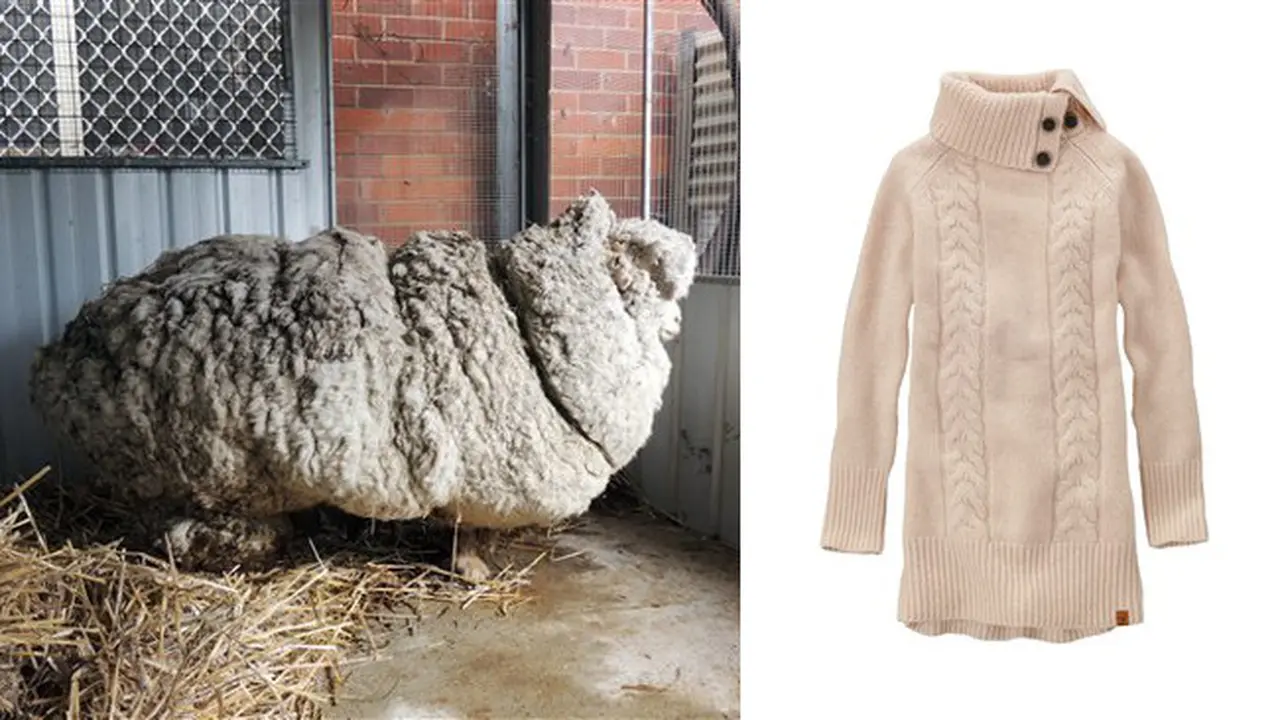 Domba 'Keberatan Bulu' Bisa Hasilkan 30 Sweater