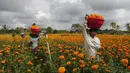 Pekerja yang membawa sekeranjang bunga marigold saat panen di Bali, Senin (21/9/2020). Umat Hindu di Indonesia sering menggunakan bunga Marigold saat berdoa sebagai persembahan. (AP Photo / Firdia Lisnawati)