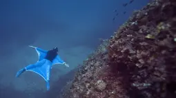 Gaya penyelam Pierre Frolla saat menggunakan wetsuit 'Oceanwings' di laut Mediterania (13/8). Wetsuit ini pakaian khusus yang memungkinkan penyelam terbang di dalam air layaknya di udara. (AFP Photo/Boris Horvat)