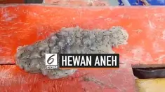 Hewan aneh dari kedalaman laut tak sengaja menyangkut di jaring nelayan Thailand. Bentuknya aneh seperti jeli, jenisnya pun masih misterius.