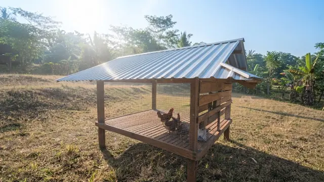 Cara Membuat Kandang Ayam dengan Sirkulasi Udara yang Baik agar Tidak Pengap dan Bau