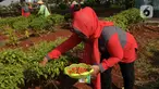 Warga RW 06 Kelurahan Cipinang Melayu, Kecamatan Makasar panen cabai rawit di Kolong Tol Becakayu, Jakarta, Selasa (20/2/2024). (merdeka.com/Imam Buhori)