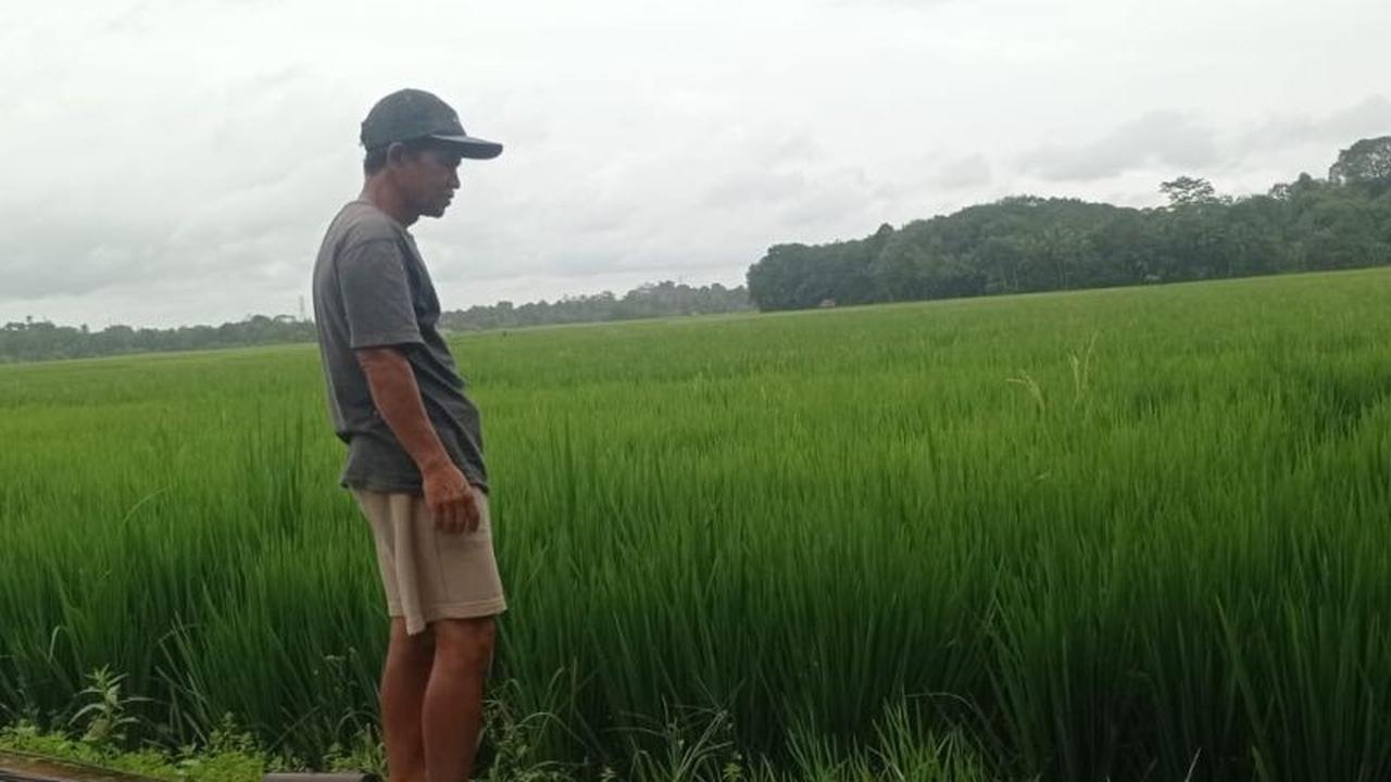 Lebak Tetapkan 28.100 Hektare Kawasan LP2B untuk Jamin Ketahanan Pangan