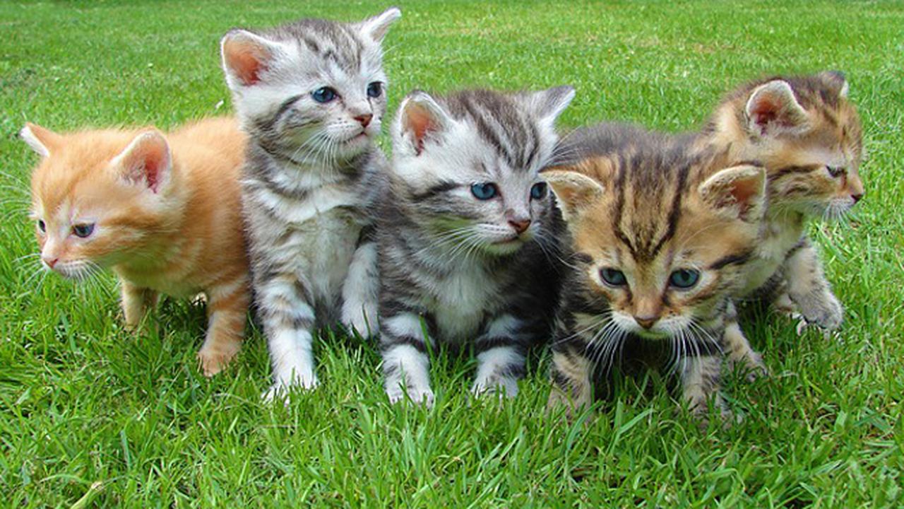Mengapa Semua Kucing Jika Dipanggil 'Puss' Selalu Menengok?
