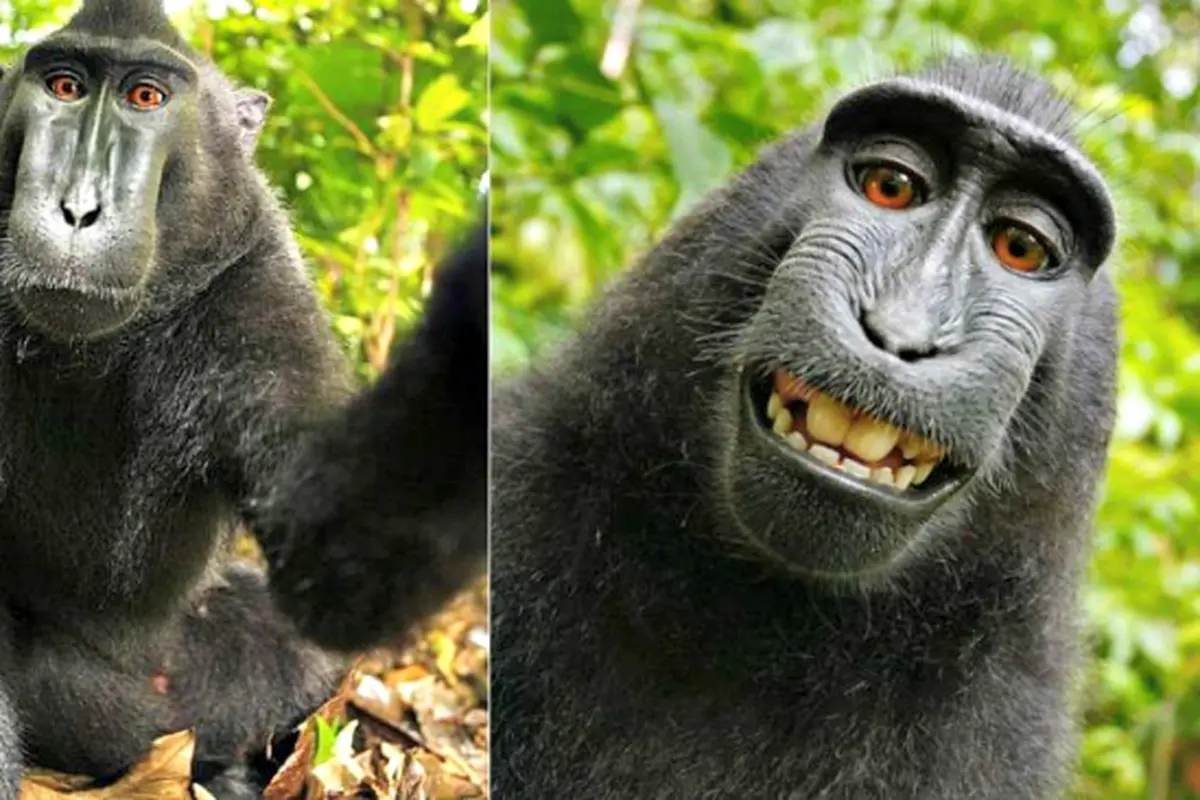 Foto Selfie Si Monyet Naruto