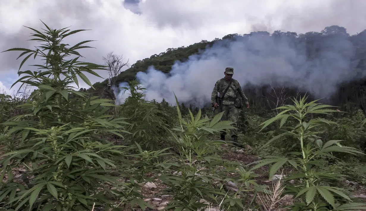 Seorang tentara Meksiko membakar tanaman ganja di kotamadya Cosala, negara bagian Sinaloa, Meksiko (2/10/2019). Tentara Meksiko menemukan permukaan total 30.000 meter persegi perkebunan ganja. (AFP Photo/Rashide Frias)