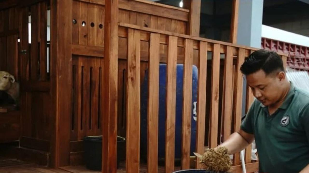 DKPP Kota Madiun Uji Coba Inovasi Pakan Fermentasi Ternak dari Sisa Jagung untuk Domba