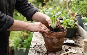 Cara Menanam Pakcoy dari Sisa Bonggol, Rahasia Berkebun Hemat untuk Pemula