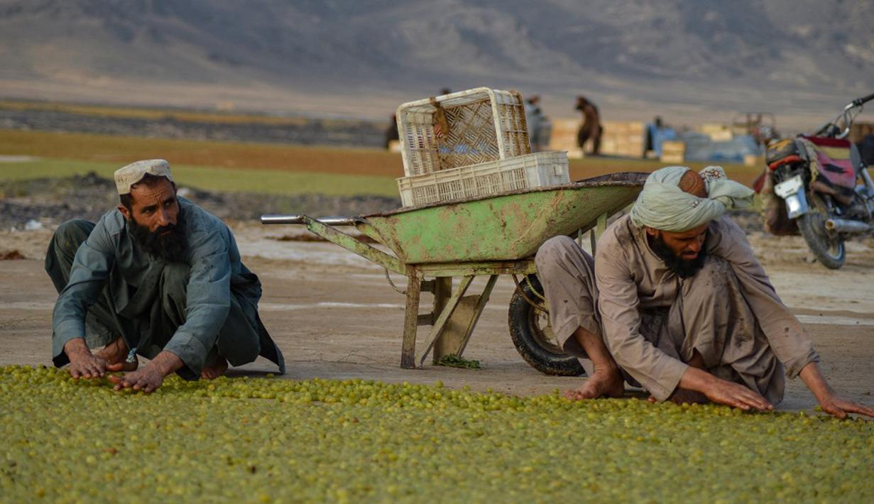 Petani meletakkan anggur ke tanah untuk dikeringkan saat membuat kismis di Kandahar, Afghanistan, 6 September 2021. (JAVED TANVEER/AFP)