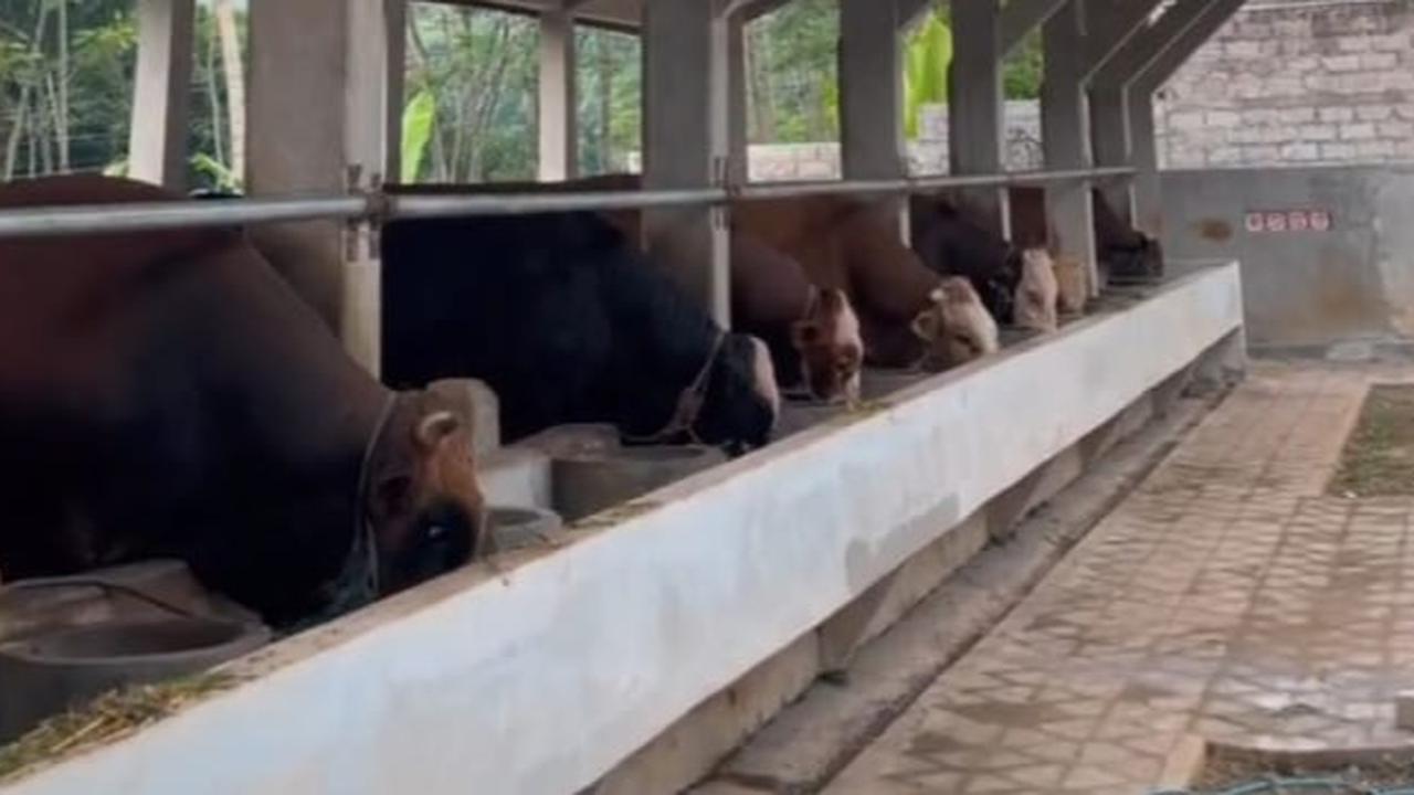Tak Semua Terjual di Idul Adha, Kemana Perginya Hewan Kurban yang Tak Laku? Ini Penjelasan Pedagang Hewan Kurban