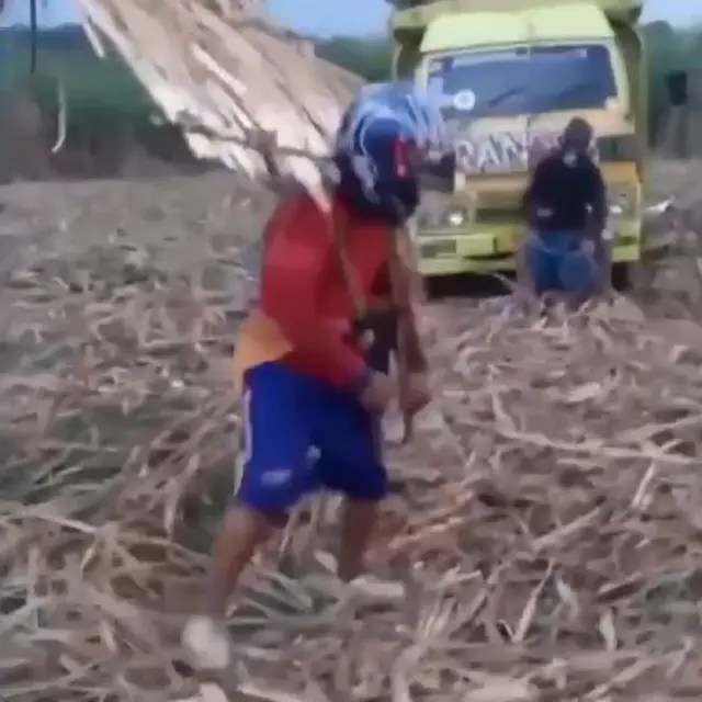 Reog