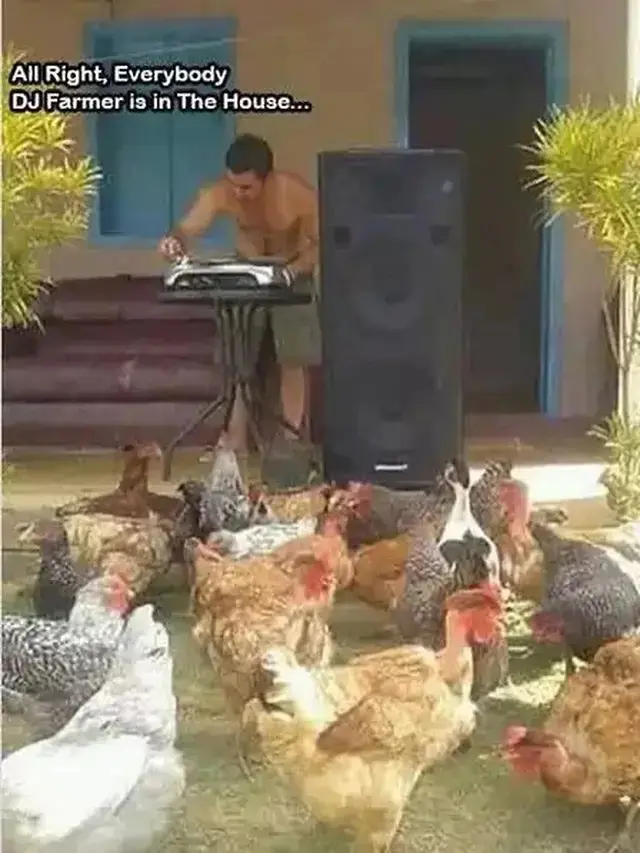 7 Potret Kocak Orang Pelihara Ayam, Ada yang Pakai Popok