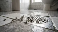 8 Cara Mengatasi Lalat Kecil yang Sering Muncul di Kamar Mandi