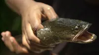 Seekor ikan kepala ular ditangkap pada 2002 oleh biolog perikanan Departemen Sumber Daya Alam di Crofton, Maryland. (Steve Ruark / Associated Press)