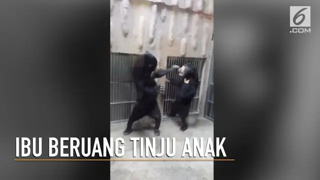 VIDEO: Detik-Detik Ibu Beruang Tinju Anak Sendiri