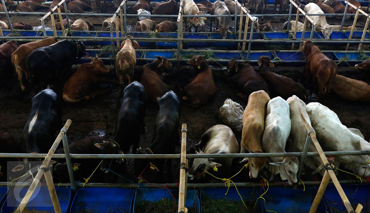 Sejumlah sapi hewan qurban dijajakan di Depok, Jawa Barat, Rabu (9/9/2015). Jelang Idul Adha 1436 H, Ahok menerbitkan Instruksi Gubernur terkait pelarangan penjualan serta pemotongan hewan qurban di pinggir jalan. (Liputan6.com/Yoppy Renato)
