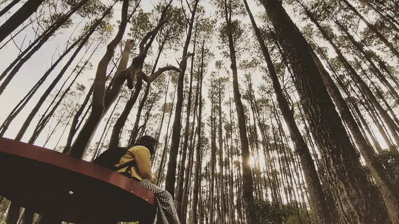 Hutan Pinus Mangunan Yogyakarta