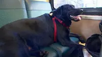 Seorang penumpang bus membirkan anjing peliharaannya duduk di kursi prioritas di sebuah bus. 