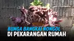 THUMBNAIL bunga bangkai