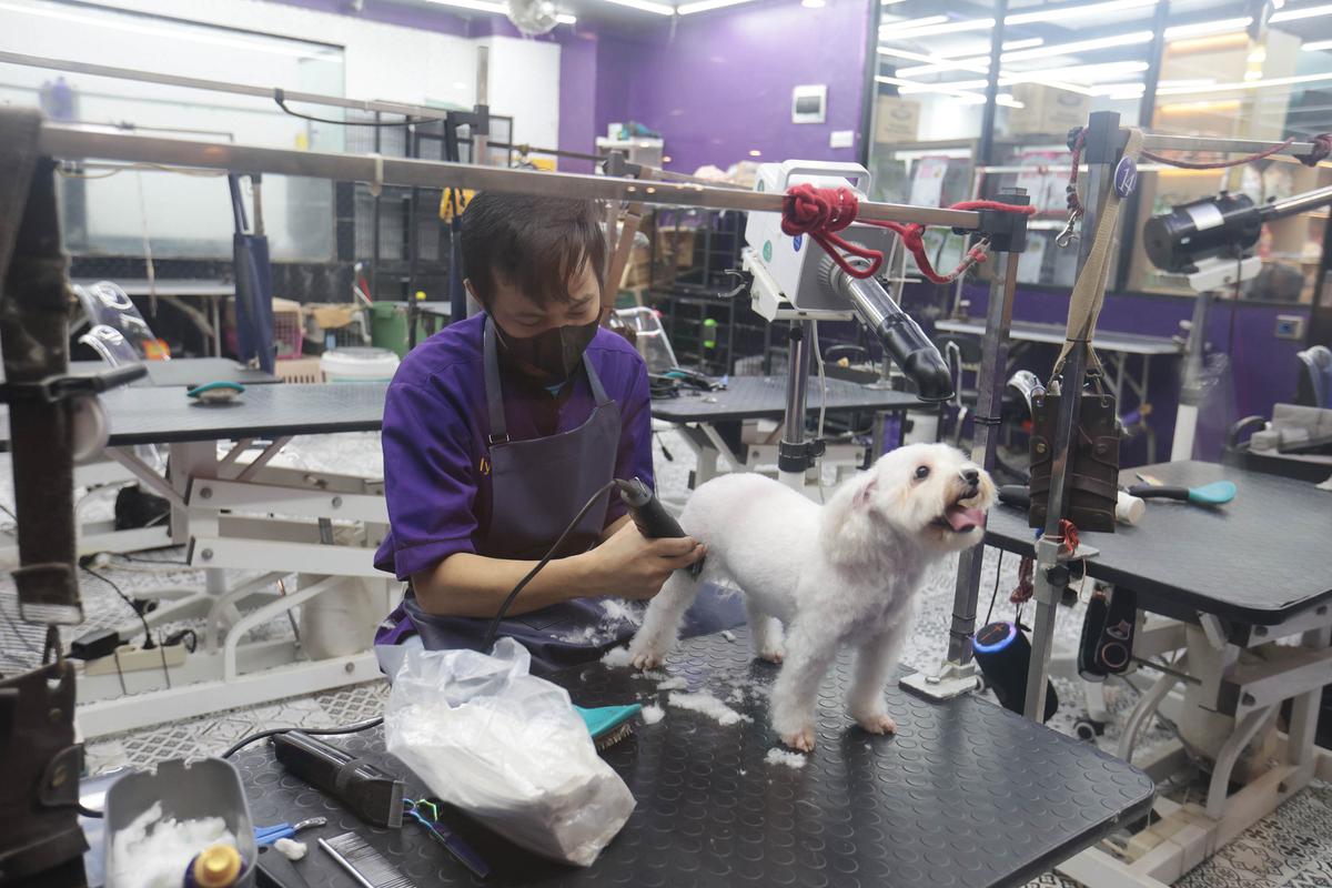 Cukur Bulu hingga Mandi Hewan Jadi Cuan Bisnis Pet Shop