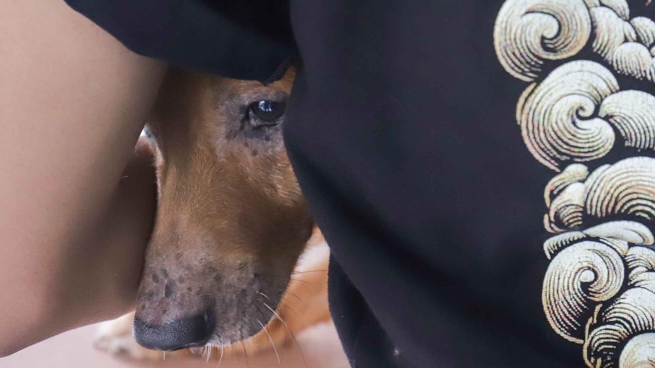 FOTO: Cegah Rabies, Pemkot Jaksel Gelar Vaksinasi Gratis untuk Hewan Peliharaan