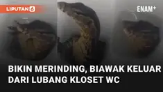 Kembali terjadi kejadian membuat merinding seekor biawak keluar dari kloset WC