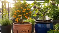 12 Jenis Pohon Buah Kerdil yang Tidak Gampang Layu dan Mati, Solusi Berkebun Praktis di Lahan Sempit