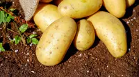 Simpan kentang bersama apel (dok. Pexels/ Pixabay)