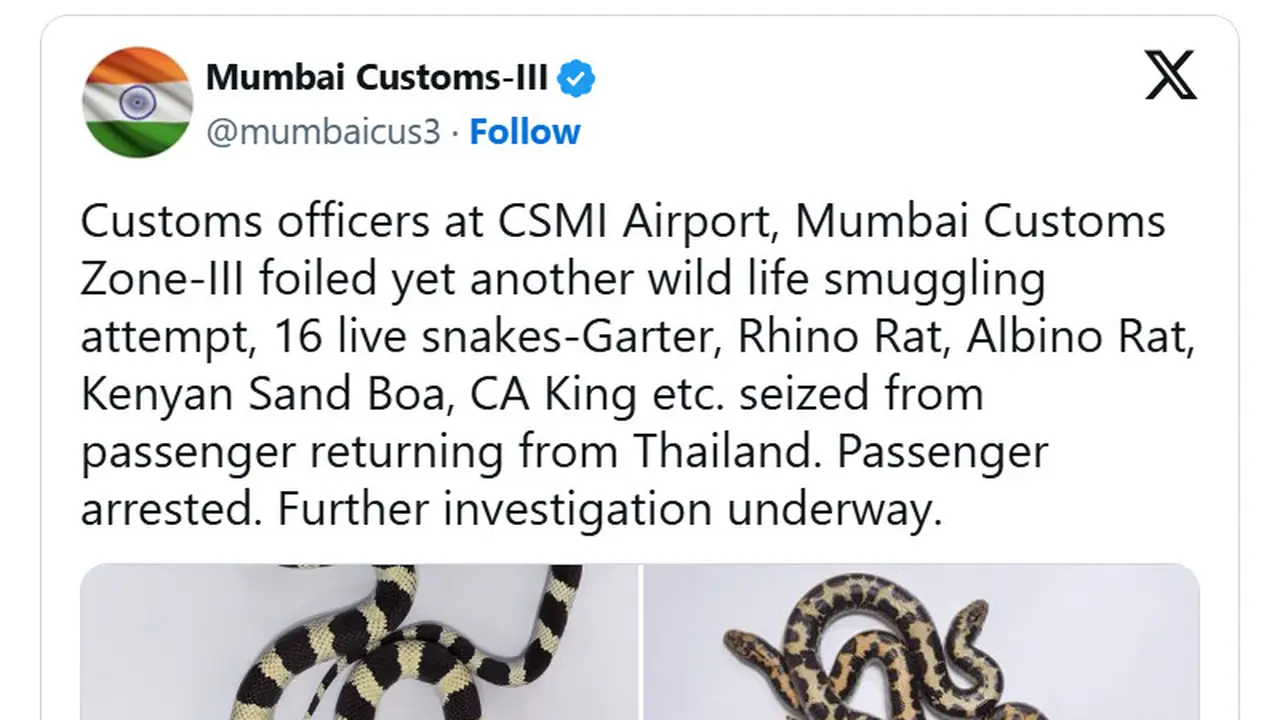 Petugas Bea Cukai India Gagalkan Penyelundupan Ular Eksotis di Bandara Mumbai