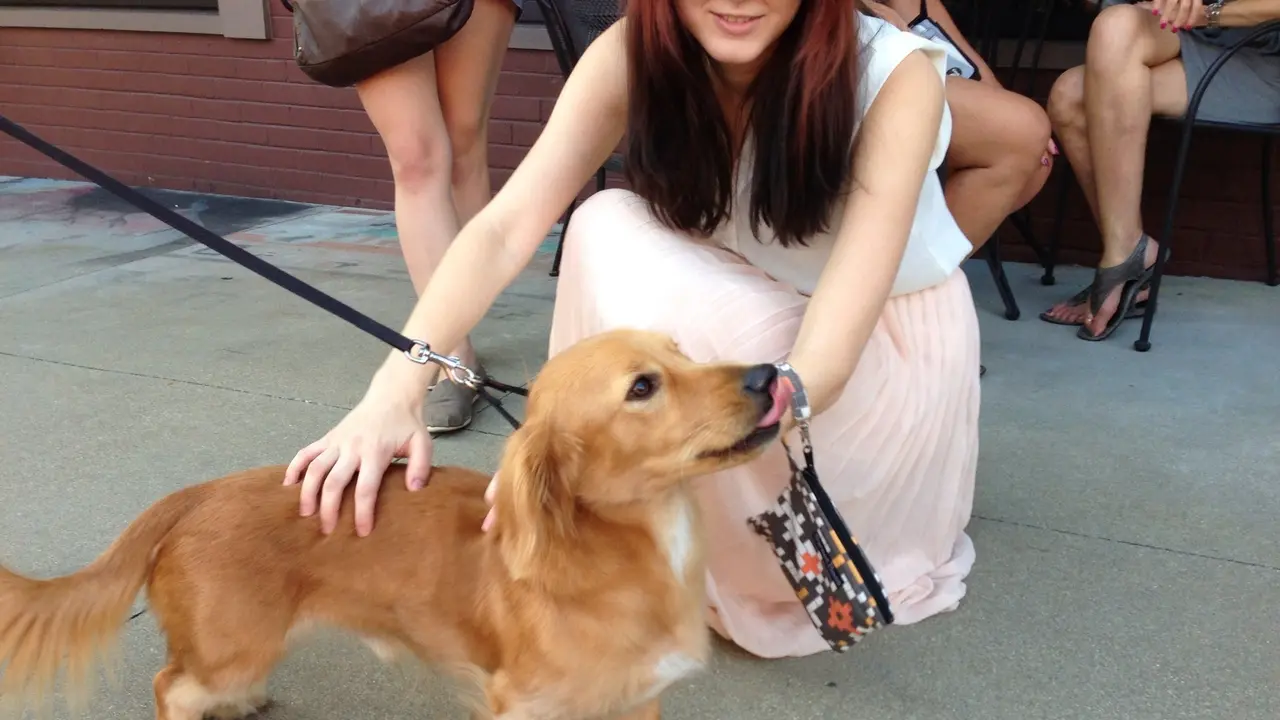 18 Anjing Blesteran yang Lucunya Bikin Kamu Gemas
