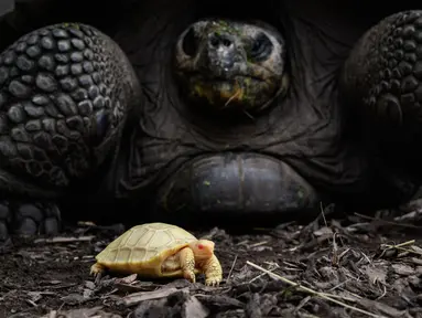 Sebuah gambar pada 3 Juni 2022 menunjukkan bayi kura-kura raksasa Galapagos albino yang unik, lahir pada 1 Mei lalu, di sebelah ibunya di Tropicarium of Servion, Swiss barat. Bayi kura-kura mungkin merupakan pemandangan unik untuk dilihat dengan kulit putih dan mata merah. Beratnya sekitar 50 gram (1,7 ons), dan pas di telapak tangan. (FABRICE COFFRINI/AFP)