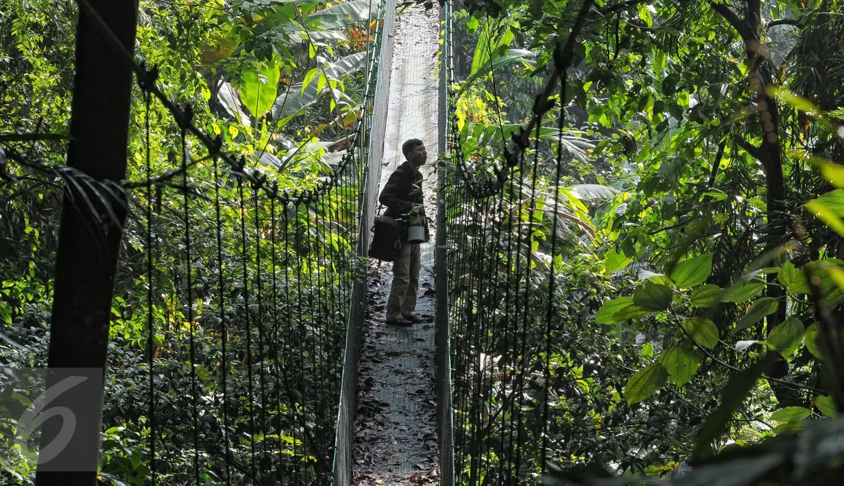 Ribuan jenis pepohonan berusia puluhan bahkan ratusan tahun serta beragam habitat spesies hewan dapat dijumpai di Taman Nasional Gunung Pangrango, bohor, Jawa Barat, Selasa (24/11). (Liputan6.com/Herman Zakharia)