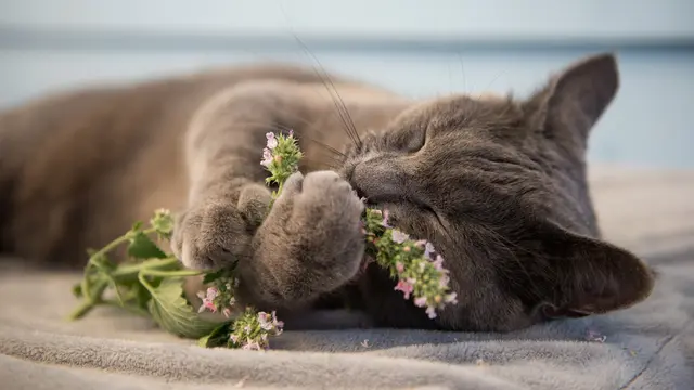 wewangian kesukaan kucing