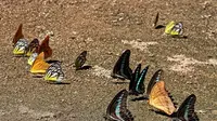 Kupu-kupu di Taman Nasional Bantimurung Bulusaraung. (dok. tn-babul.org/Novi Thedora)