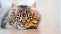 Ilustrasi Kucing Credit: pexels.com/Inge