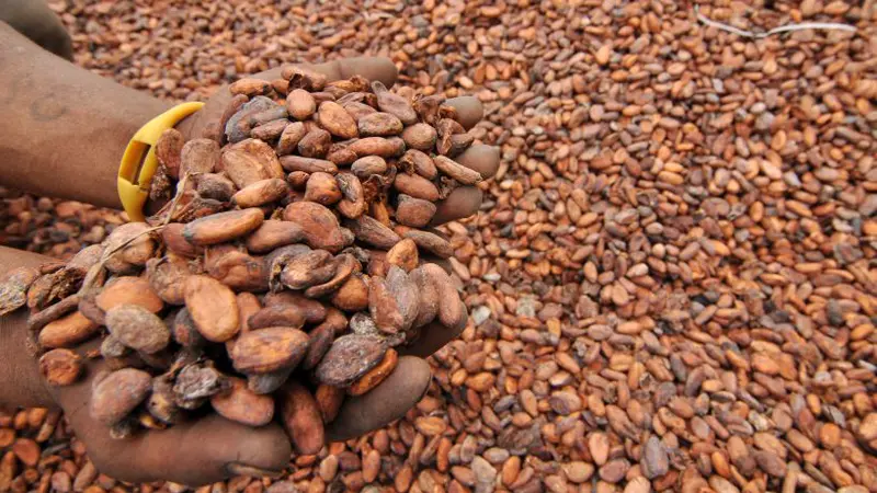 Biji Kakao di Palu 2