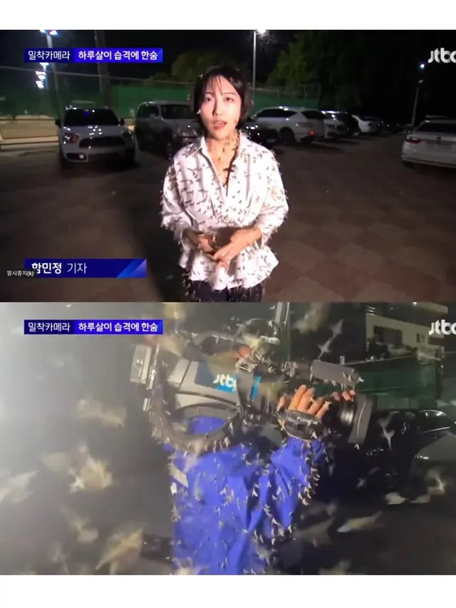 Warga Seoul Dikepung Serangga Lalat Capung, Reporter Berita Ini Ikut 'Diserang'