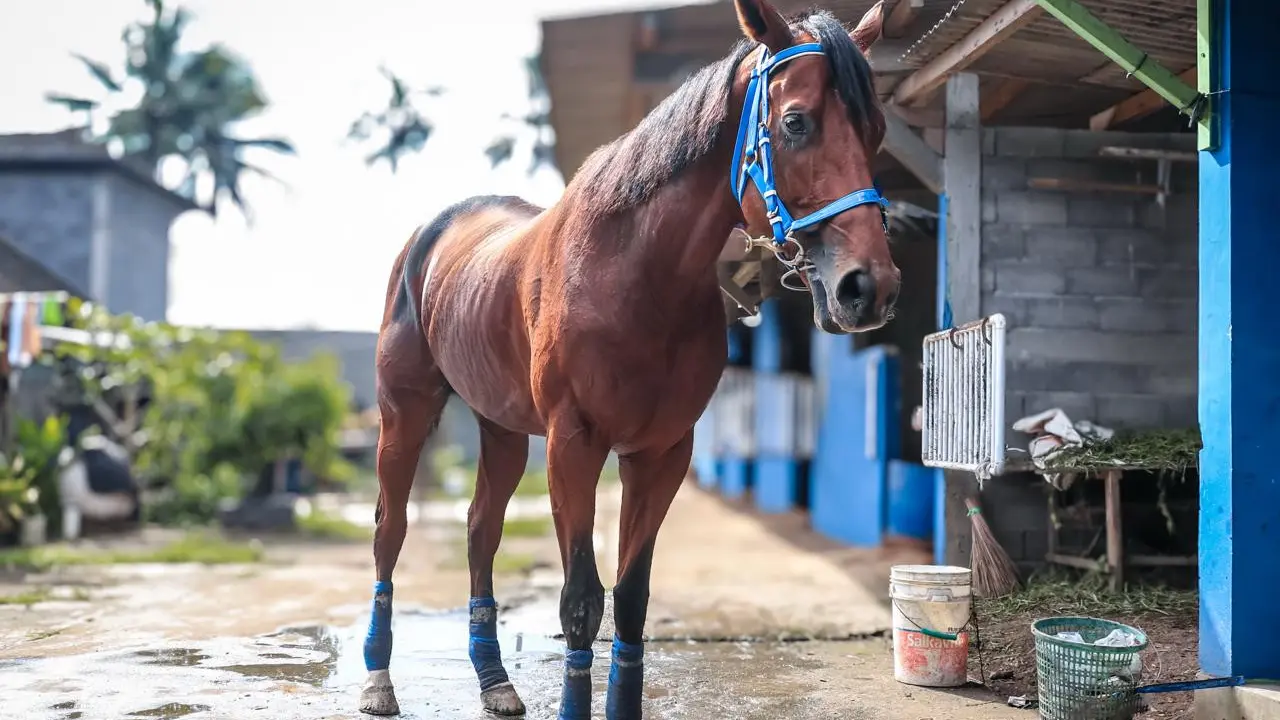 Blue Blood Stable