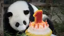 Seekor panda betina (tanpa nama) yang lahir di kebun binatang Malaysia tahun lalu melihat kue ulang tahun Ice-nya pada ulang tahun pertamanya di Kebun Binatang Nasional di Kuala Lumpur, Malaysia (14/1). (AP Photo/Vincent Thian)