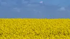 Ladang bunga canola berwarna kuning keemasan yang mekar dan langit biru di Lellinge dekat Koege, Denmark timur, pada 15 Mei 2022. Lanskap tersebut terlihat menyerupai warna bendera nasional Ukraina yang berwarna biru dan kuning. (Mads Claus Rasmussen / Ritzau Scanpix / AFP)