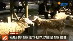 Lonjakan harga bahkan sudah mencapai Rp 1 hingga Rp 2 juta satu per ekor untuk sapI. Dan Rp 500 ribu per ekor untuk kambing.