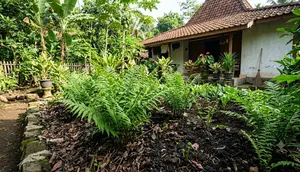 6 Media Tanam Terbaik untuk Pakis Sayur agar Tumbuh Subur dan Cepat Bertunas