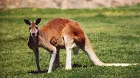 Spesies kanguru merah (Wikipedia)