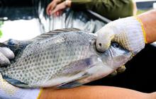 Ikan Jenis Ini Jadi Andalan Menu Masyarakat Selama Ramadan