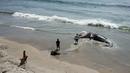 Warga melihat bangkai paus kelabu di Pantai Maria Martha, Baja California, Meksiko (12/9). Bangkai paus dengan kondisi perut tersobek jadi perhatian warga sekitar di lokasi tersebut. (AFP Photo/Guillermo Arias)
