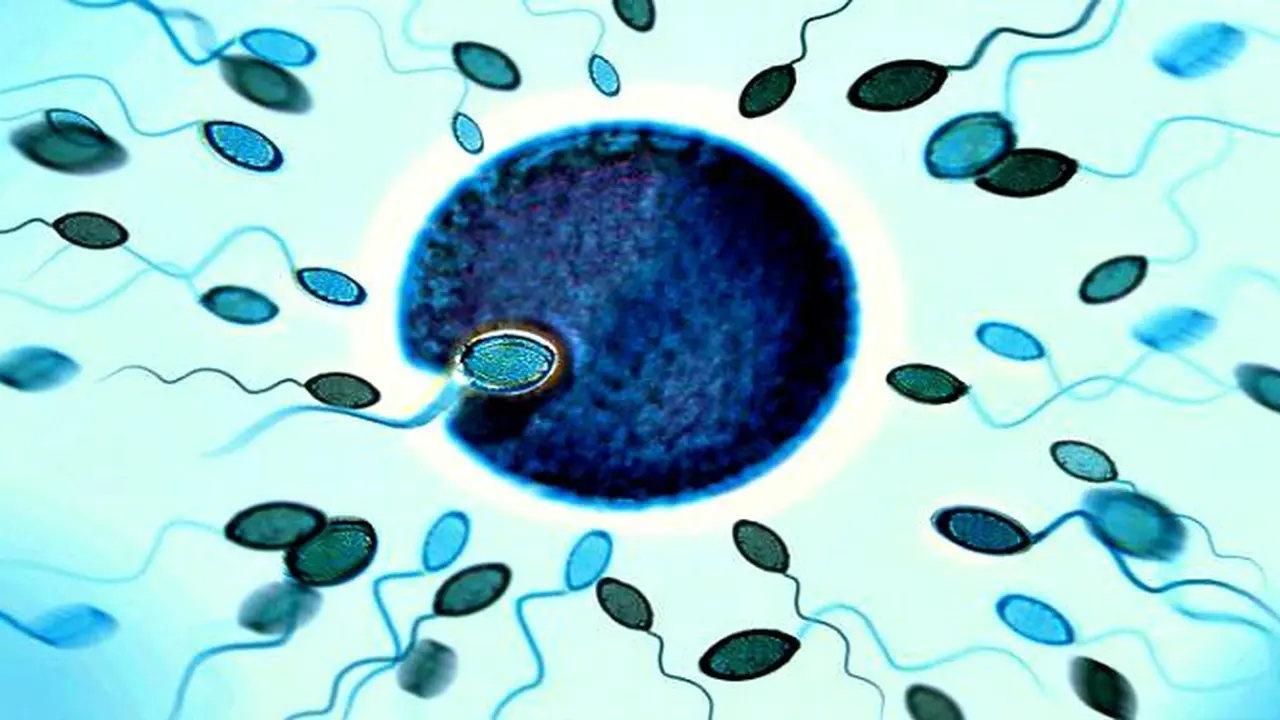 Tren Donor Sperma