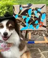 Seekor anjing asal Amerika Serikat bernama Ivy mencuri perhatian publik berkat bakatnya yang tak biasa. Tak kalah kreatif dengan manusia, anjing berusia 9 tahun ini memiliki bakat melukis. (Instagram/ivykitetheaussie).