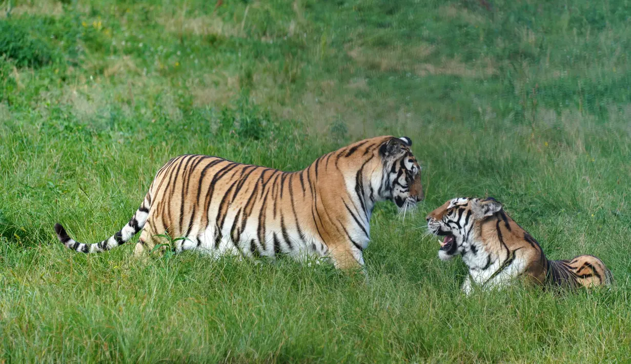Harimau Siberia terlihat dalam Taman Harimau Siberia Hengdaohezi di Kota Hailin, Provinsi Heilongjiang, China, Senin (27/7/2020). Saat ini, terdapat lebih dari 400 ekor harimau Siberia di taman tersebut. (Xinhua/Wang Jianwei)