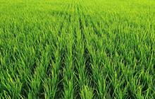 5 Fakta Sawah di Kota Malang Berkurang Drastis Bikin Kelimpungan, Tak Bisa Penuhi Kebutuhan Konsumsi Beras Warganya